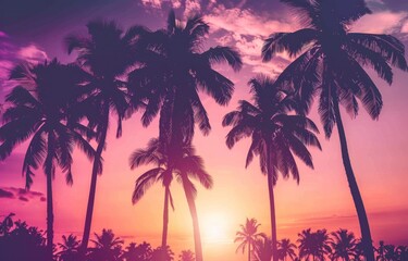 a group of palm trees with a sun setting over them