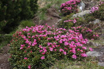 A vibrant bush of pink flowers adds a burst of color to the rugged hillside landscape.