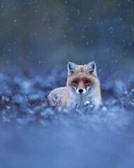 Red fox in the bog at dawn with snowfall