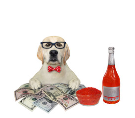 Dog labrador near money and champagne - 740040458