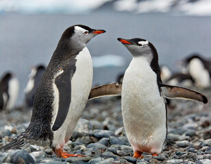 Chinstrap penguins (Pygoscelis antarctica) displaying, Half-Moon Island, South Shetland Islands, Antarctica