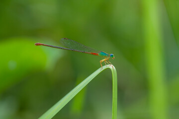 Beautiful Damselfly with amazing nature plant
