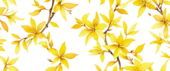 Fototapeta na wymiar Illustration of a forsythia in full bloom. Yellow flower isolated on white background.
