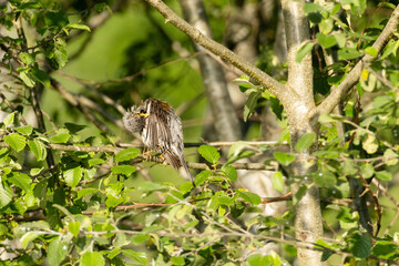 A fairly common thrush Fieldfare perched and cleaning its feathers on an early spring morning in Estonia, Northern Europe