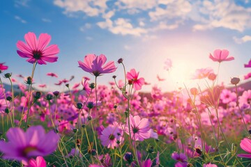 A sea of delicate pink garden cosmos dances under the open sky, creating a tranquil and picturesque landscape