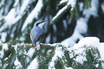 A beautiful Eurasian nuthatch perched on a snowy Spruce branch in a boreal forest in Estonia,...