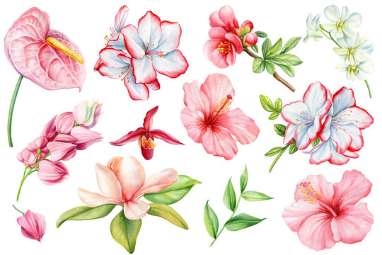 Pink flower. Watercolor hand painted set tropical flowers isolated on white background. Floral botanical illustration