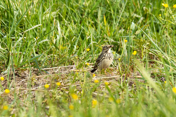 A small Meadow pipit tanding on the ground in the middle of grass on a pasture in Estonia, Northern Europe