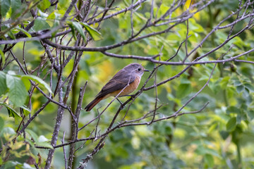 common redstart on a branch