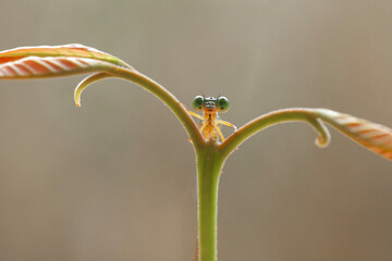 Beautiful Damselfly with amazing nature plant