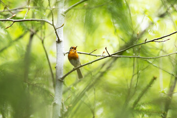 A small European robin perched and singing on a tree in a summery boreal forest in Estonia	