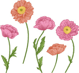 Poppies. Set with poppies. Collection spring and summer flowers. Garden plants. Vintage hand drawn illustration. Engraving style. - 740050246