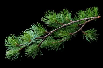 pine branch tree isolated on white background. element for bouquets.