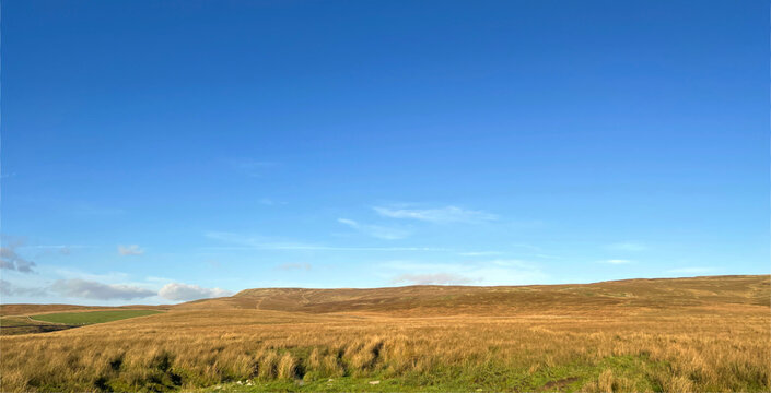 Late summers day landscape, high on the moor tops, with gorse, and wild plants, set against a blue sky near, Stainforth, Yorkshire, UK