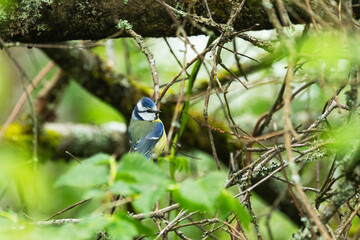 A small and colorful Blue tit searching for food in the middle of green leaves and branches on a spring day in Estonia, Northern Europe