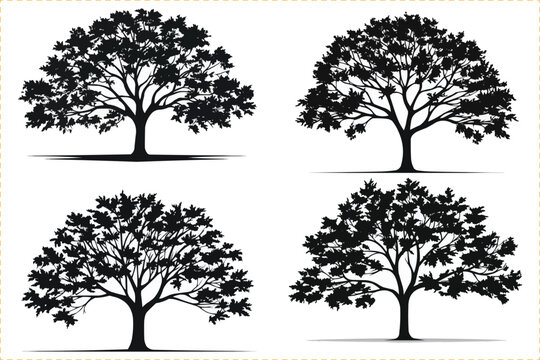 Maple tree silhouette icon set, Silhouettes of maple tree, Tree silhouette isolated on white background