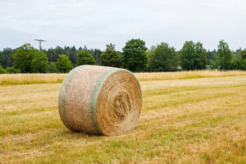 roll of dry hay in the field