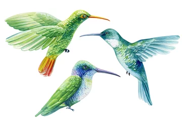 Fotobehang Kolibrie Watercolor set hummingbirds, Hand painted tropical colored birds isolated. Watercolor botanical illustration hummingbird