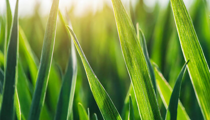 Obraz premium Green blades of grass close-up