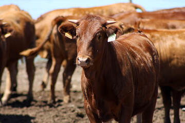 Herd of brown cows grazing peacefully on an Alentejo farm, capturing the rural tranquility and beauty of countryside life.