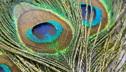 Patterns and colors of peacock feathers.