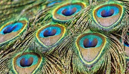 Patterns and colors of peacock feathers.