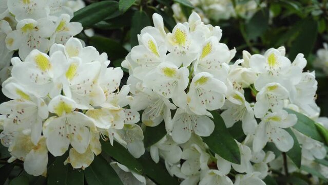 Rhododendron video, Pollinated by insects, Sunny day, Spring, Summer, Autumn, Vibrant colors, Natural beauty. Rhododendron video, Rhododendron, Azalea, 杜鹃花, गुलाबी. Rododendro. Азалия. white. 