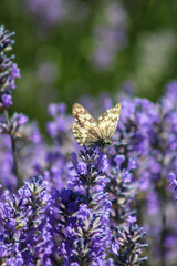 Melanargia russiae, or Esper's marbled white, is a butterfly in the family Nymphalidae.