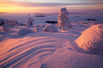 Kola peninsula, snow glazed pine trees on the slopes above Kandalaksha Bay, february sunrise © Alexey