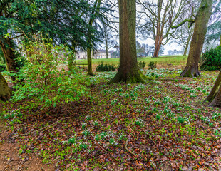A view of snowdrops surrounding trees in a wood in the village of Lamport, Northamptonshire, UK on a winter's day