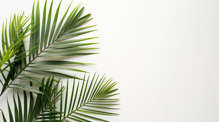 Fototapeta premium Palm leaves background tropical leaves