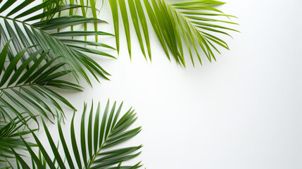Palm branches on white background top view