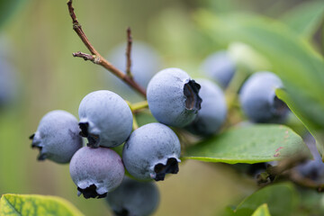 Close-up view of ripe blueberries clustered together on a thin branch. The berries exhibit varying shades of blue and purple, with a soft, powdery texture on their surface. 
