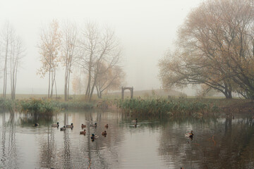 Serene and misty scene at a pond surrounded by bare trees and tall grasses. A group of ducks is peacefully floating on the calm waters, adding life to the tranquil atmosphere.