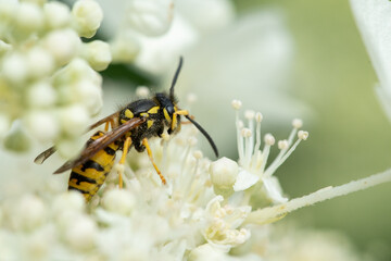 wasp on white flowers. It appears to be collecting nectar from the flowers, which have small white petals and protruding stamens