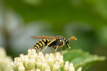 wasp on white flowers. It appears to be collecting nectar from the flowers, which have small white...