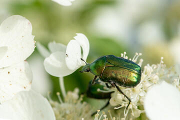green, iridescent beetle amidst white flowers. The beetle’s exoskeleton gleams with a metallic sheen, reflecting hues of green and gold.