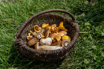 woven basket filled with various types of mushrooms, placed on a grassy field. The mushrooms are of different shapes and colors