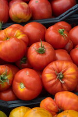 Ripe tomatoes, prominently displaying their rich, red and orange colors. There are different types of tomatoes visible. The tomatoes are housed in a black plastic tray