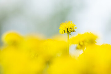 A taller Dandelion stands out on a field of yellow flowers on a meadow in Estonia, Northern Europe