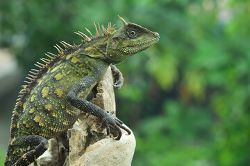 lizard on a branch