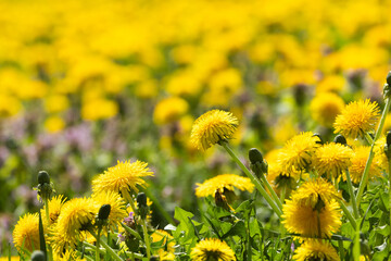 A close-up of hardy and common plants, Common dandelions blooming on a late spring day in Estonia, Northern Europe - obrazy, fototapety, plakaty