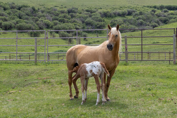 A golden colored Palomino mare standing in a green pasture on a farm with her roan appaloosa foal...