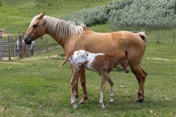 Naklejka na ściany i meble A yellow colored Palomino mare standing in a green pasture on a farm with her roan appaloosa foal next to her.