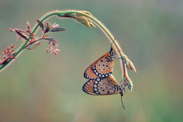 butterfly on flower