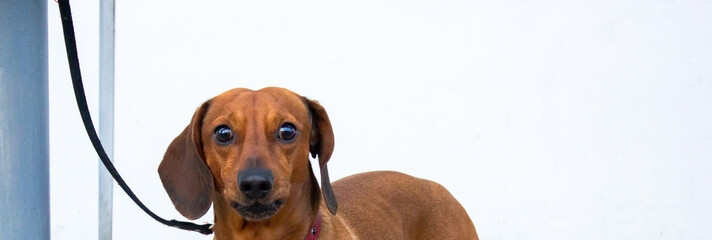 Brown dachshund dog tied on a leash on a white background with empty copy space.