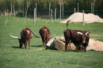 Watusi cattle in a zoo in france