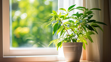 green plants in pots on the windowsill
