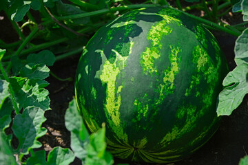 okrągły owoc arbuza, arbuz w paski w ogrodzie, Citrullus lanatus, watermelon with its dark green striped rind, Striped watermelon growing in the garden, blurred background
