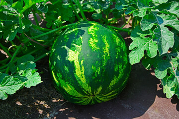 okrągły owoc arbuza, arbuz w paski w ogrodzie, Citrullus lanatus, watermelon with its dark green striped rind, Striped watermelon growing in the garden, blurred background
 - obrazy, fototapety, plakaty